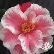 Load image into Gallery viewer, ***Lady Vansittart*** Bicolor Bloom Camellia Japonica-Live Starter Plant
