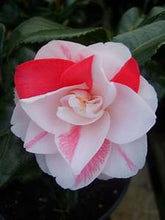 Load image into Gallery viewer, ***Lady Vansittart*** Bicolor Bloom Camellia Japonica-Live Starter Plant
