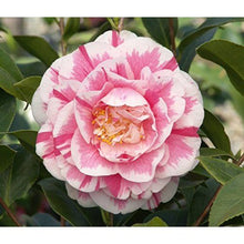 Load image into Gallery viewer, ***Lady Vansittart*** Bicolor Bloom Camellia Japonica-Live Starter Plant
