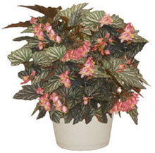 Load image into Gallery viewer, ***LANA*** Angel Wing Begonia  Rooted Starter Plant
