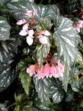 Load image into Gallery viewer, ***LANA*** Angel Wing Begonia  Rooted Starter Plant
