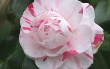 Load image into Gallery viewer, ***LA PEPPERMINT*** Bicolor Bloom Camellia Japonica-Live Starter Plant
