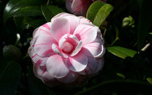 Load image into Gallery viewer, ***LA PEPPERMINT*** Bicolor Bloom Camellia Japonica-Live Starter Plant
