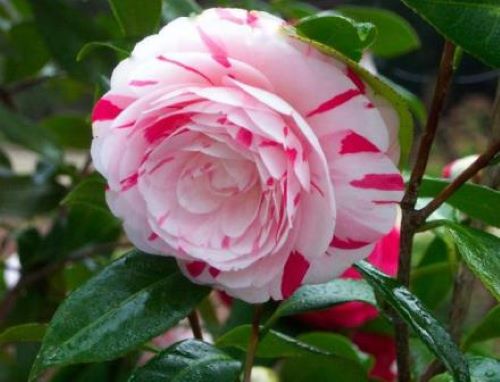 ***LA PEPPERMINT*** Bicolor Bloom Camellia Japonica-Live Starter Plant