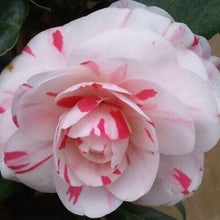 Load image into Gallery viewer, ***LA PEPPERMINT*** Bicolor Bloom Camellia Japonica-Live Starter Plant
