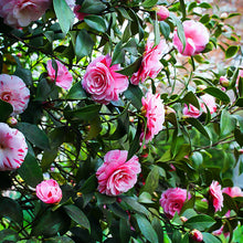 Load image into Gallery viewer, ***LA PEPPERMINT*** Bicolor Bloom Camellia Japonica-Live Starter Plant
