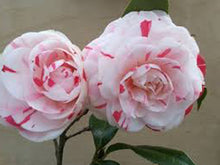 Load image into Gallery viewer, ***LA PEPPERMINT*** Bicolor Bloom Camellia Japonica-Live Starter Plant
