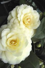 Load image into Gallery viewer, ***LEMON GLOW** *Camellia Japonica-Live Starter Plant
