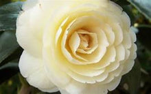 Load image into Gallery viewer, ***LEMON GLOW** *Camellia Japonica-Live Starter Plant
