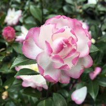 Load image into Gallery viewer, ***LESLIE ANN*** Camellia Japonica-Live Starter Plant
