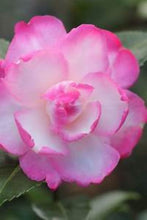 Load image into Gallery viewer, ***LESLIE ANN*** Camellia Japonica-Live Starter Plant
