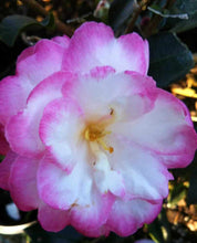 Load image into Gallery viewer, ***LESLIE ANN*** Camellia Japonica-Live Starter Plant
