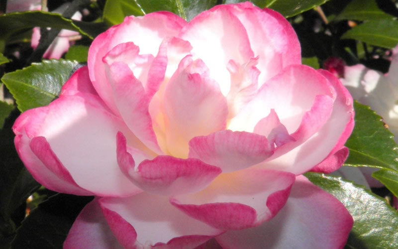 ***LESLIE ANN*** Camellia Japonica-Live Starter Plant