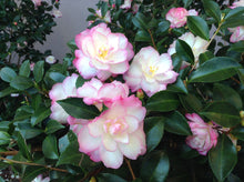 Load image into Gallery viewer, ***LESLIE ANN*** Camellia Japonica-Live Starter Plant
