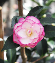 Load image into Gallery viewer, ***LESLIE ANN*** Camellia Japonica-Live Starter Plant
