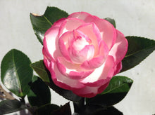 Load image into Gallery viewer, ***LESLIE ANN*** Camellia Japonica-Live Starter Plant
