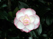 Load image into Gallery viewer, ***LESLIE ANN*** Camellia Japonica-Live Starter Plant
