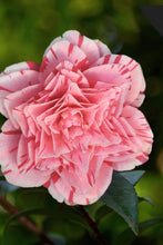 Load image into Gallery viewer, ***LES MARBURY** **Bicolor Bloom Camellia Japonica-Live Starter Plant
