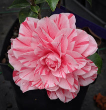 Load image into Gallery viewer, ***LES MARBURY** **Bicolor Bloom Camellia Japonica-Live Starter Plant
