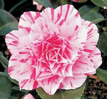 Load image into Gallery viewer, ***LES MARBURY** **Bicolor Bloom Camellia Japonica-Live Starter Plant
