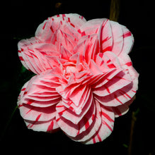 Load image into Gallery viewer, ***LES MARBURY** **Bicolor Bloom Camellia Japonica-Live Starter Plant
