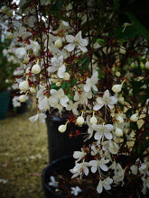 Load image into Gallery viewer, ***Light Bulbs*** Clerodendrum Smithianum *** Unique RARE White Flowering* *Well Rooted Starter Plant
