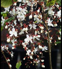 Load image into Gallery viewer, ***Light Bulbs*** Clerodendrum Smithianum *** Unique RARE White Flowering* *Well Rooted Starter Plant
