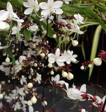 Load image into Gallery viewer, ***Light Bulbs*** Clerodendrum Smithianum *** Unique RARE White Flowering* *Well Rooted Starter Plant
