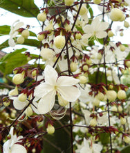 Load image into Gallery viewer, ***Light Bulbs*** Clerodendrum Smithianum *** Unique RARE White Flowering* *Well Rooted Starter Plant
