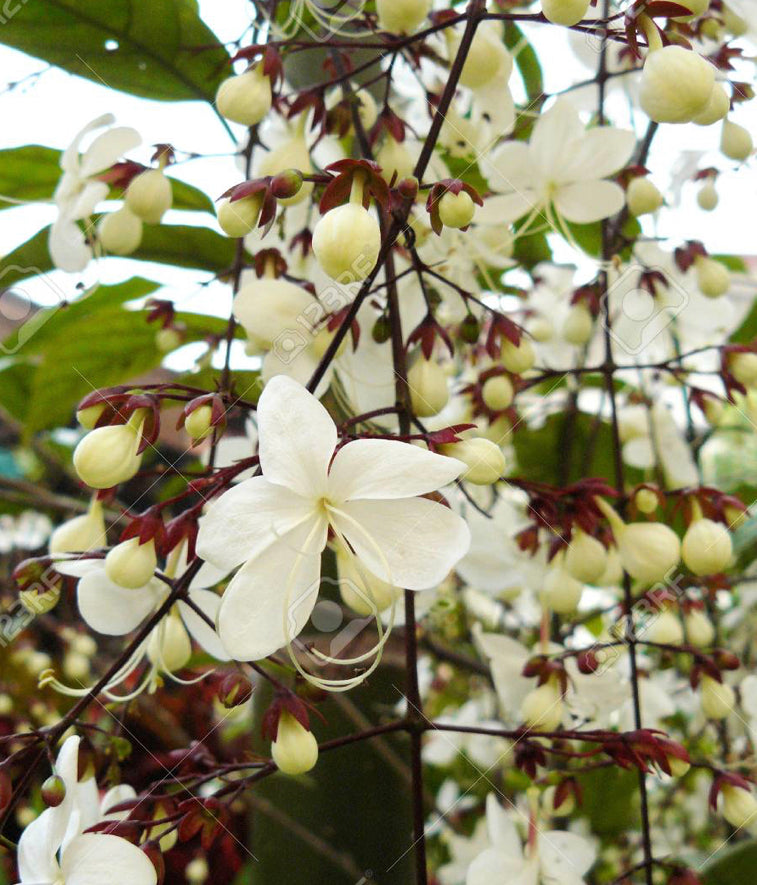 ***Light Bulbs*** Clerodendrum Smithianum *** Unique RARE White Flowering* *Well Rooted Starter Plant