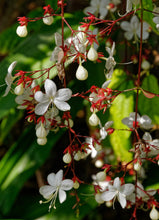 Load image into Gallery viewer, ***Light Bulbs*** Clerodendrum Smithianum *** Unique RARE White Flowering* *Well Rooted Starter Plant
