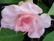 Load image into Gallery viewer, **LIZZY** Brugmansia Angels Trumpet Plant**Large Fragrant Pink Flowers*
