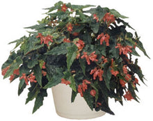 Load image into Gallery viewer, ***LOIS BURKE*** Angel Wing Begonia  Rooted Starter Plant
