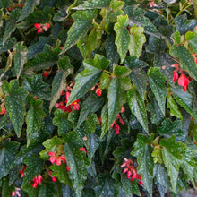 Load image into Gallery viewer, ***LOIS BURKE*** Angel Wing Begonia  Rooted Starter Plant
