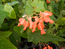 Load image into Gallery viewer, ***LOIS BURKE*** Angel Wing Begonia  Rooted Starter Plant
