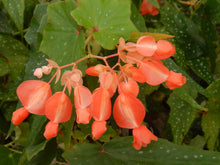 Load image into Gallery viewer, ***LOIS BURKE*** Angel Wing Begonia  Rooted Starter Plant
