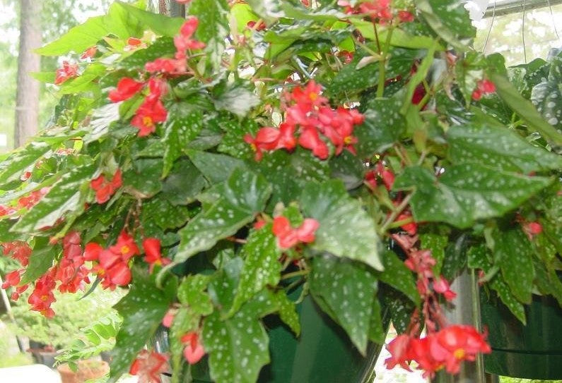 ***LOIS BURKE*** Angel Wing Begonia  Rooted Starter Plant