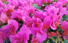 Load image into Gallery viewer, **LAJOLLA**Live Bougainvillea Well Rooted Starter Plant
