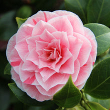 Load image into Gallery viewer, ***Lady Vansittart*** Bicolor Bloom Camellia Japonica-Live Starter Plant
