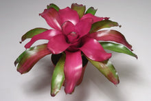 Load image into Gallery viewer, ~~~LILA~~Neoregelia Bromeliad~~ROOTED STARTER PLANT~~SHIPS BARE ROOTED
