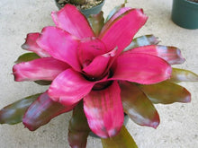 Load image into Gallery viewer, ~~~LILA~~Neoregelia Bromeliad~~ROOTED STARTER PLANT~~SHIPS BARE ROOTED
