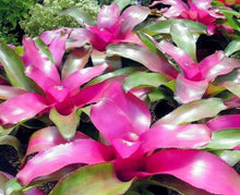 Load image into Gallery viewer, ~~~LILA~~Neoregelia Bromeliad~~ROOTED STARTER PLANT~~SHIPS BARE ROOTED
