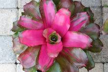 Load image into Gallery viewer, ~~~LILA~~Neoregelia Bromeliad~~ROOTED STARTER PLANT~~SHIPS BARE ROOTED
