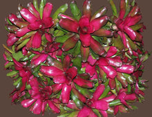 Load image into Gallery viewer, ~~~LILA~~Neoregelia Bromeliad~~ROOTED STARTER PLANT~~SHIPS BARE ROOTED
