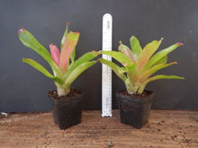 Load image into Gallery viewer, ~~~LILA~~Neoregelia Bromeliad~~ROOTED STARTER PLANT~~SHIPS BARE ROOTED
