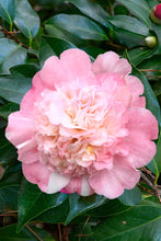 Load image into Gallery viewer, LOOK AGAIN*** *Bicolor Bloom Camellia Japonica-Live Starter Plant
