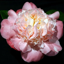 Load image into Gallery viewer, LOOK AGAIN*** *Bicolor Bloom Camellia Japonica-Live Starter Plant
