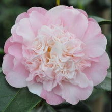 Load image into Gallery viewer, LOOK AGAIN*** *Bicolor Bloom Camellia Japonica-Live Starter Plant
