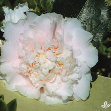 Load image into Gallery viewer, LOOK AGAIN*** *Bicolor Bloom Camellia Japonica-Live Starter Plant
