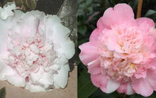 Load image into Gallery viewer, LOOK AGAIN*** *Bicolor Bloom Camellia Japonica-Live Starter Plant
